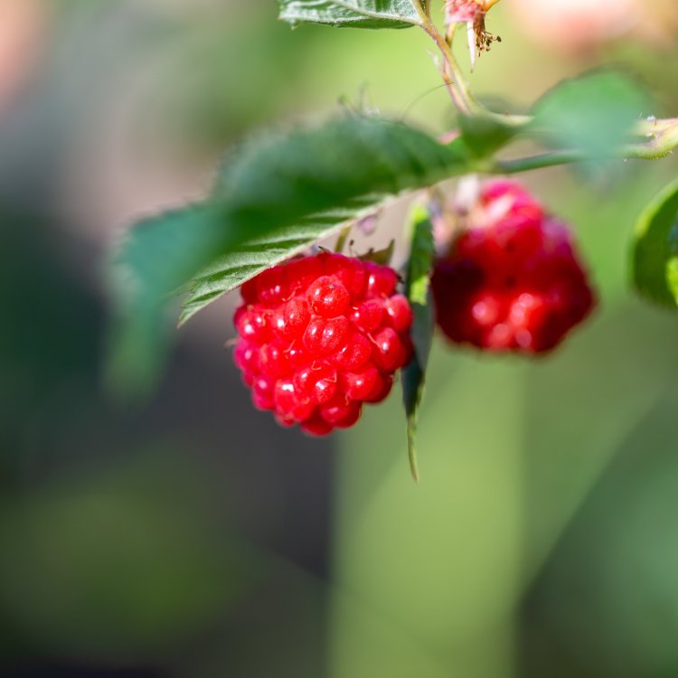 Malina červená (Rubus idaeus) 'WILLAMETTE´ - výška 30-50 cm, kont. C2L